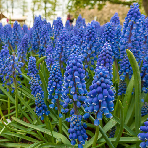 Muscari (bulb pkg) MP Blue 8/9 (40/pkg)