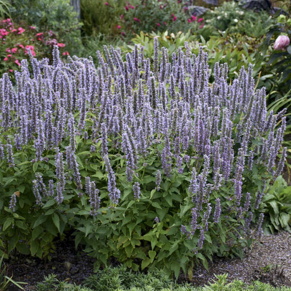 Hyssop &#39;Agastache Blue Fortune&#39; 2 gal
