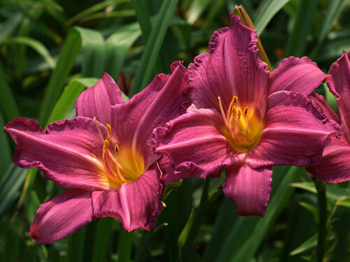 Daylily - Hemerocallis &#39;Summer Wine&#39; 1 gal