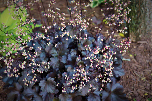 Coral Bells &#39;Heuchera Plum Pudding&#39; 1 gal