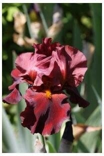 Iris Germanica 'War Chief' 1 gal