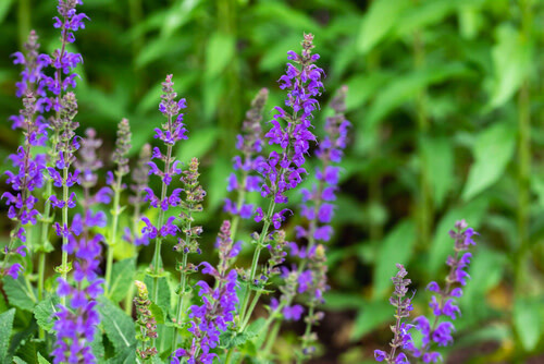 Perennial Sage &#39;Salvia May Night&#39; 1 gal