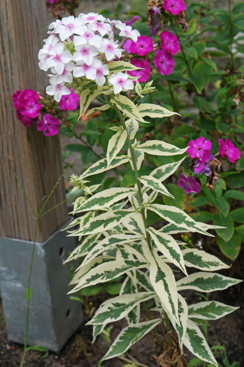 Garden Phlox &#39;Nora Leigh&#39; 1 gal
