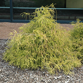 Japanese Threadleaf False Cypress &#39;Sungold&#39; 3 gal