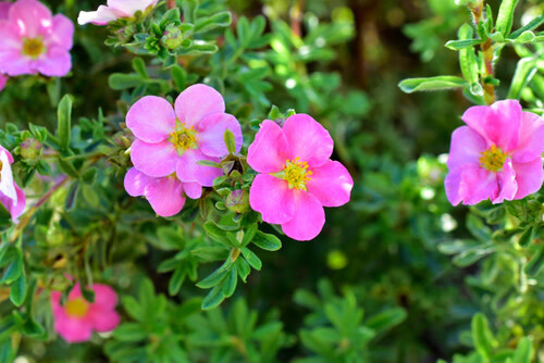 Potentilla 'Pink Beauty' 2 gal