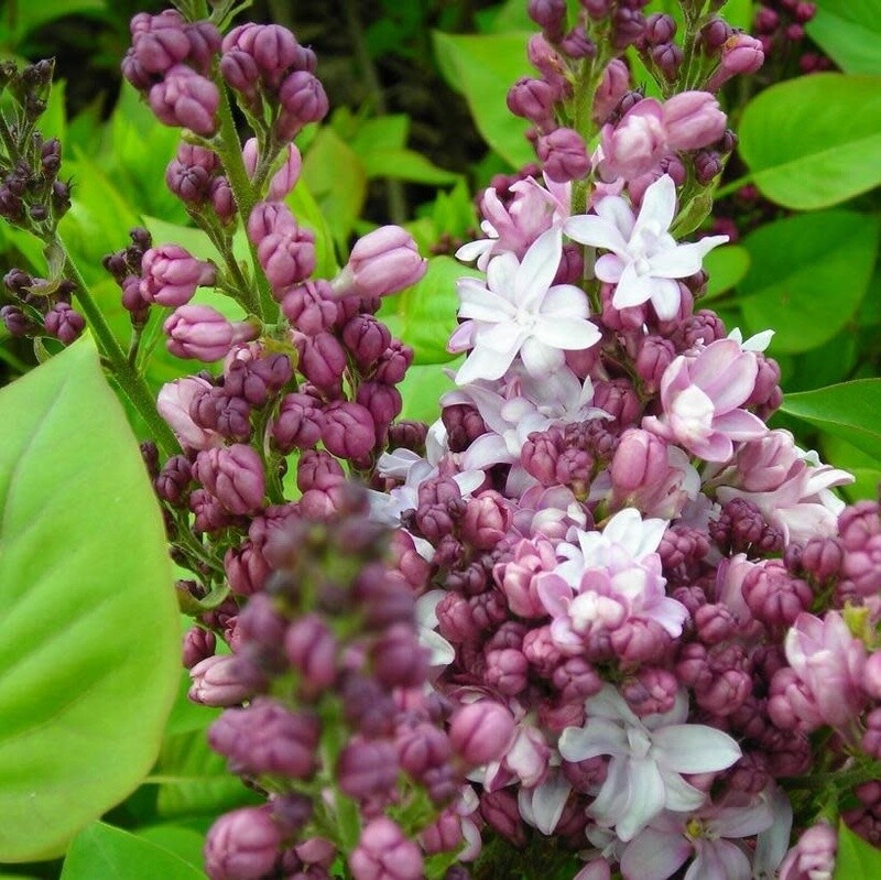Lilac 'Agincourt Beauty' 5 gal
