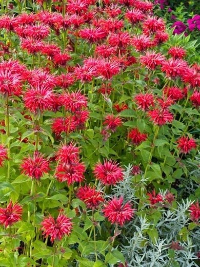 Beebalm 'Monarda Gardenview Scarlet' - 1 gal