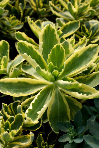 Stonecrop - Sedum &#39;Frosted Fire&#39; - 2 gal