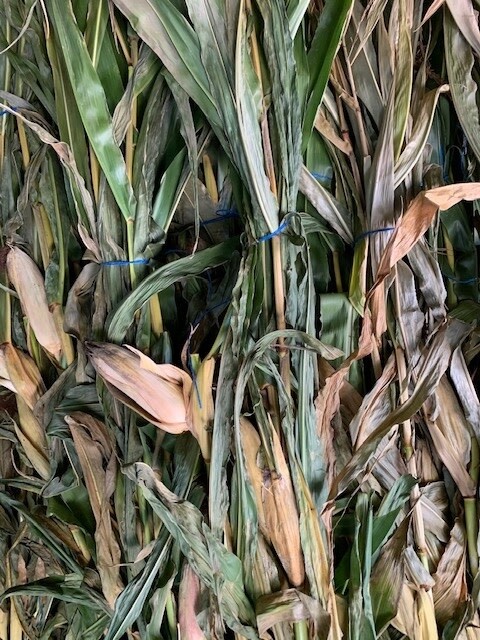 Corn Stalk