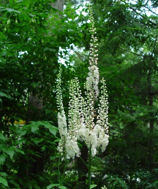 Actaea Racemosa &#39;Black Cohosh Fairy Candle&#39; 1 gal