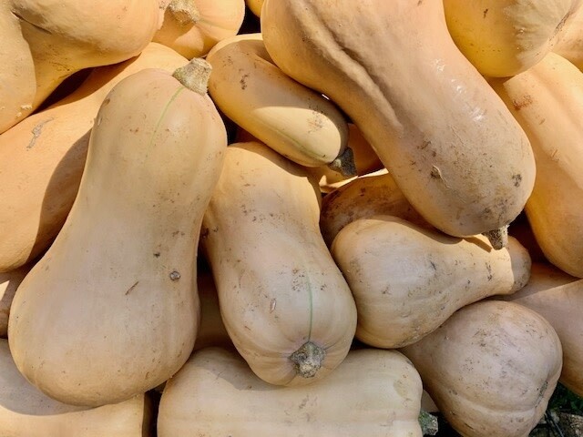 Fall Squash: Butternut