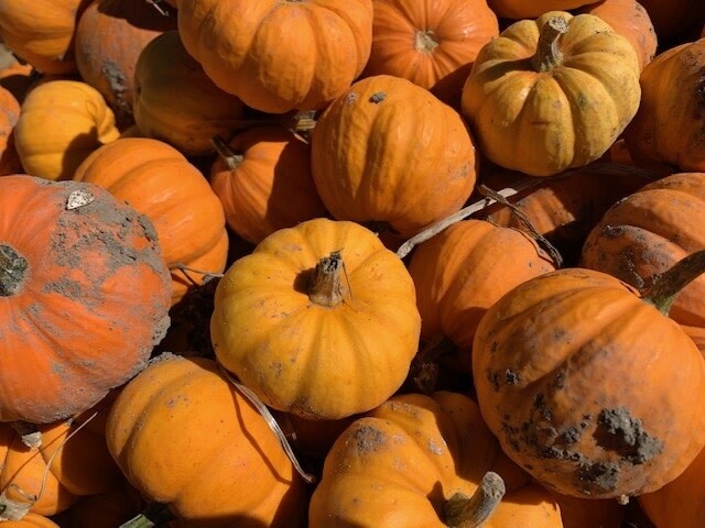 Fall Pumpkins - Mini Orange