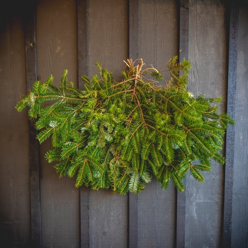 Fresh Greens - Fraser Fir