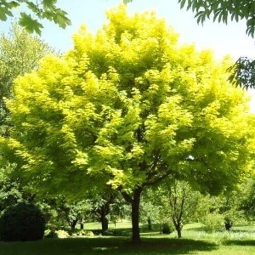 Norway Maple 'Princeton Gold' 6-8' Potted