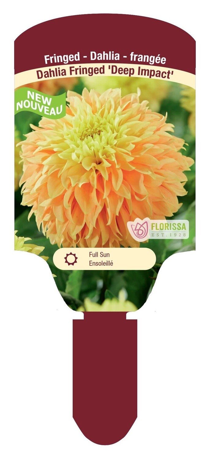 Giant Dinnerplate Cactus Dahlia (bulb pkg) Eva Luna (1/pkg)