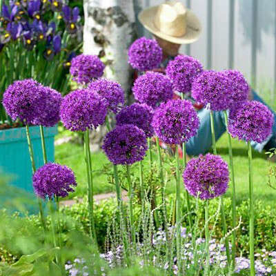 Allium (bulb pkg) Purple Sensation 14+ (10/pkg)