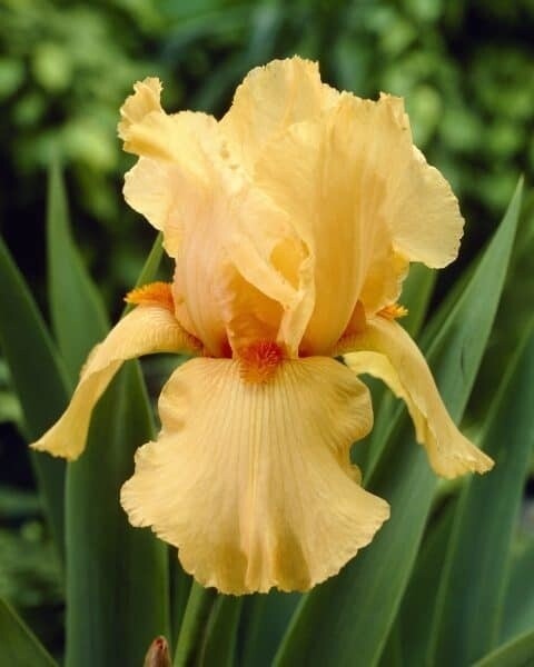 Iris Germanica 'Orange Chariot' 1 gal