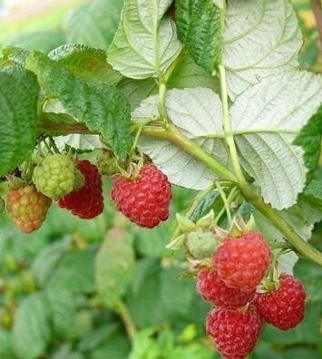 Raspberry 'Heritage' - 2 gal