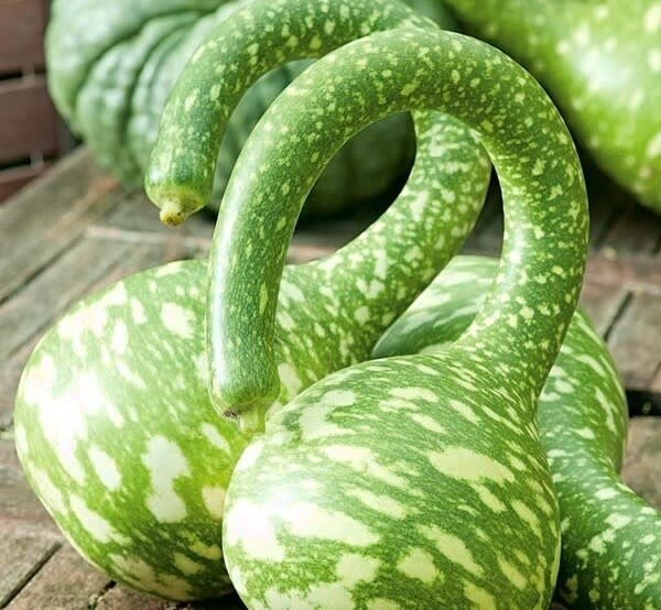 Fall Squash: Swan Neck