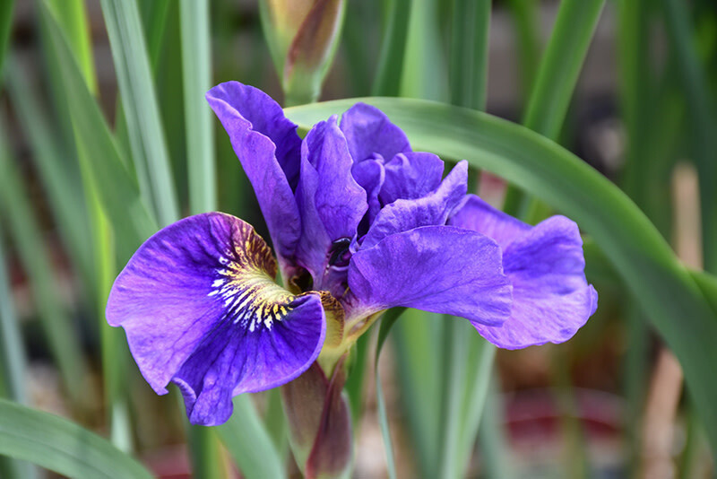 Iris Siberian - &#39;Concord Crush&#39; - 1 gal