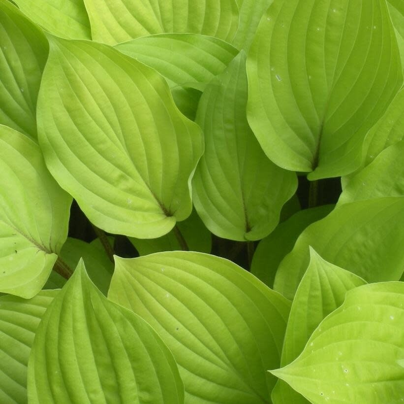 Hosta &#39;Fire  Island&#39; - 1 gal Med.