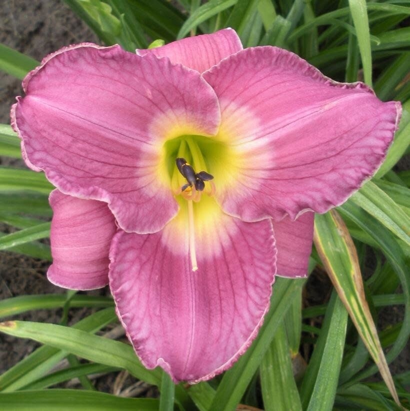 Daylily - Hemerocallis 'China Lake' 1 gal