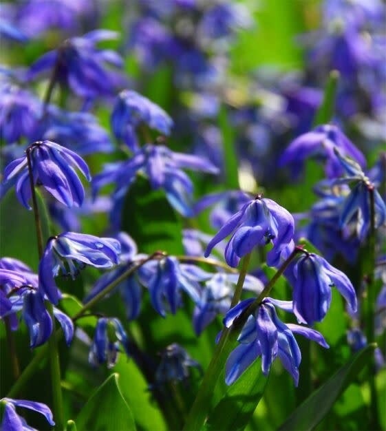 Scilla (bulb pkg) Siberica 8+ (10/pkg)