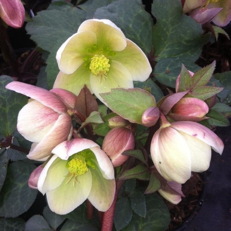 Helleborus 'Ivory Prince' 1 gal