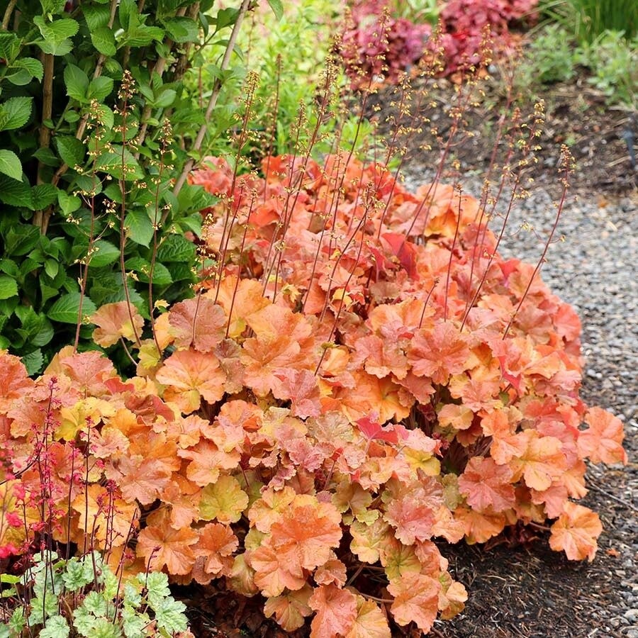 Coral Bells 'Heuchera Northern Exposure Amber' 1 gal