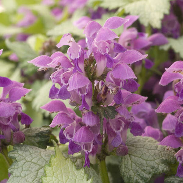 Lamium &#39;Ghost&#39; 4&quot;