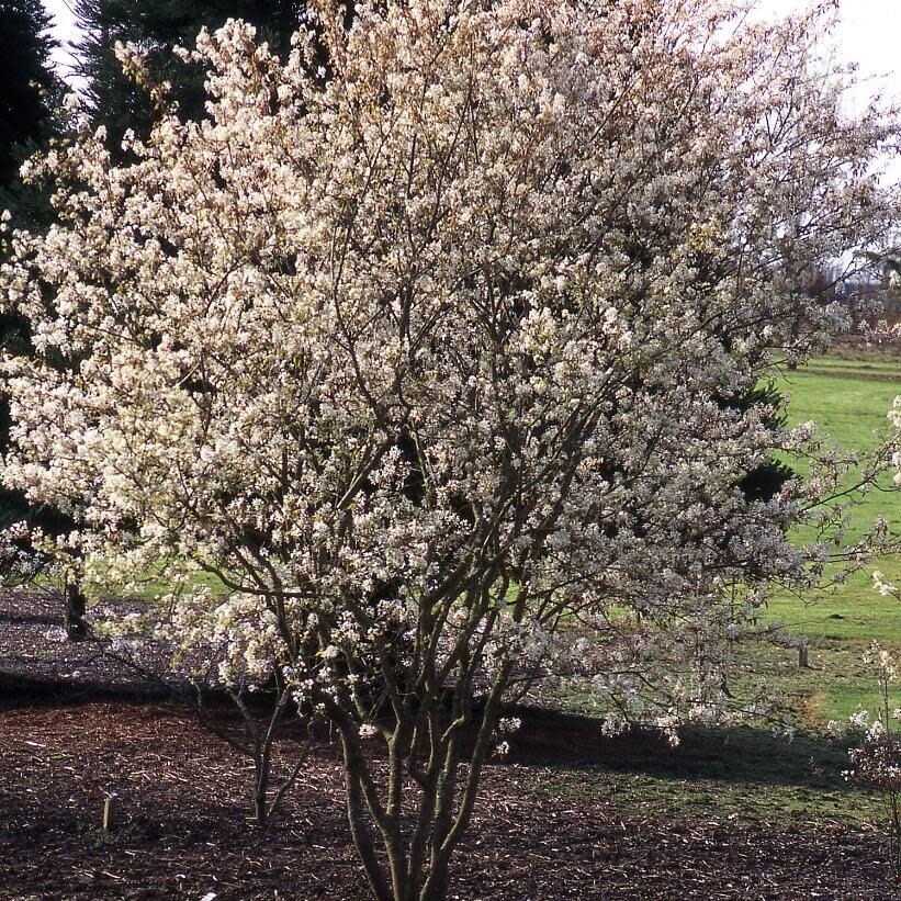 Amelanchier &#39;Autumn Brilliance&#39; 3 gal