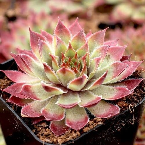 Sempervivum Chick Charms - Butterscotch Baby- 1 qt