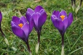Crocus (bulb pkg) Large Flowering Purple (10/pkg)