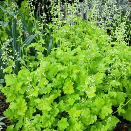 Coral Bells 'Heuchera Lime Ricky' 1 gal