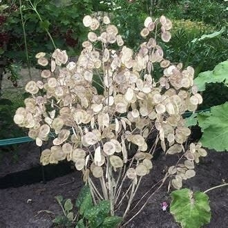 Lunaria Silver Dollar (seed pkg)