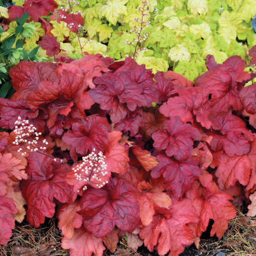 Coral Bells &#39;Heuchera Fire Alarm&#39; - 1 gal
