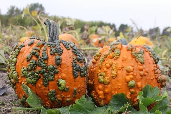 Fall Pumpkins - Warted Large