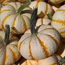 Fall Pumpkins - Mini Stripe