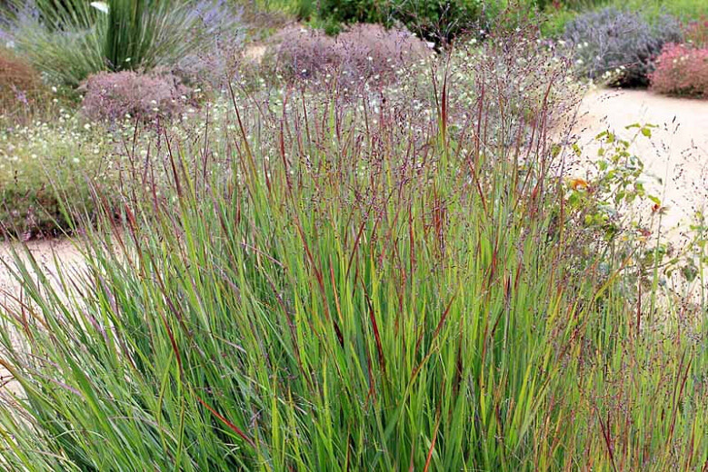 Switch Grass &#39;Panicum Shenandoah&#39; 2 gal