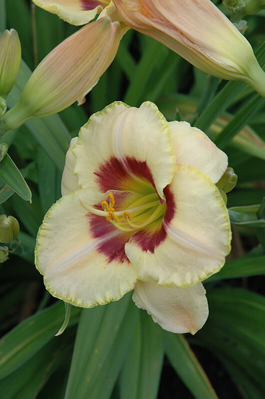 Daylily - Hemerocallis &#39;Custard Candy&#39; - 1 gal