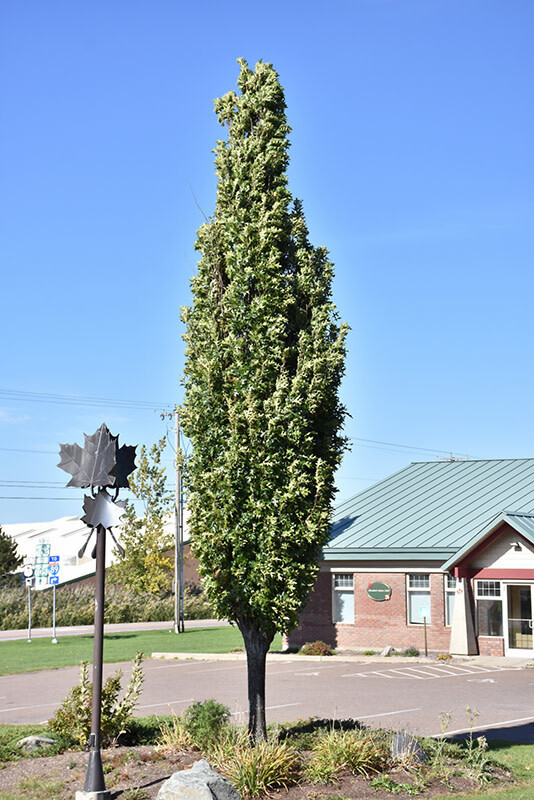 Oak - Green Pillar 12-13&#39; 50 mm