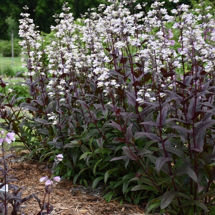 Penstemon &#39;Onyx and Pearls&#39; 2 gal