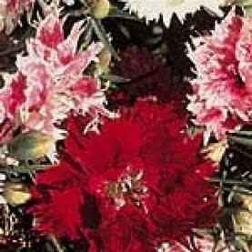 Dianthus (seed pkg) Chinensis Double Mix