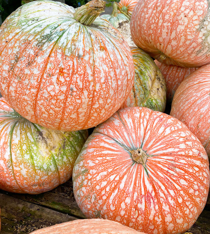 Fall Pumpkins - Orange White Speckled