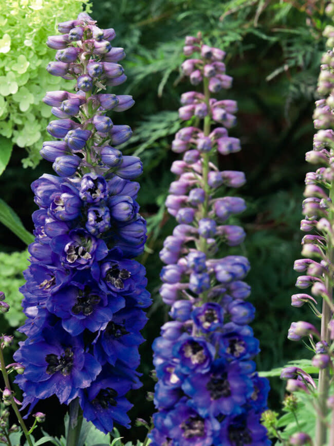 Delphinium &#39;Dark Blue Dark Bee&#39; 4&quot;