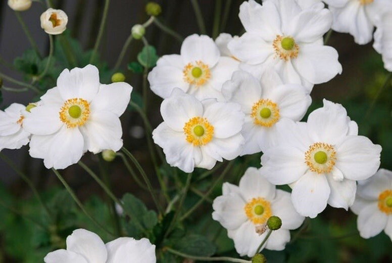 Anemone &#39;Honorine Jobert&#39; 1 gal
