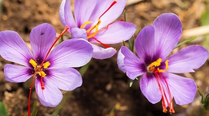 Crocus - Saffron (bulb pkg) - FF Sativus (5/pkg)