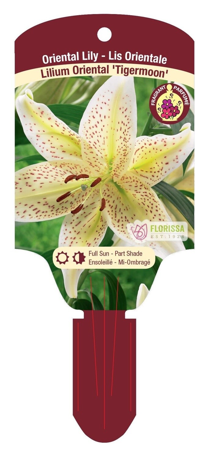 Lily Oriental (bulb pkg) Tiger Moon (1/pkg)