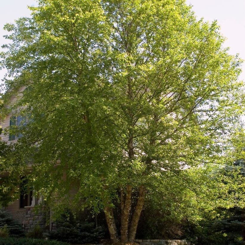 Birch Heritage  Clump &#39;Cully&#39;- 6-7&#39; Potted 15 g