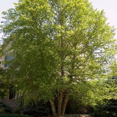 Birch Heritage Clump &#39;Cully&#39;- 6-7&#39; Potted 15 g